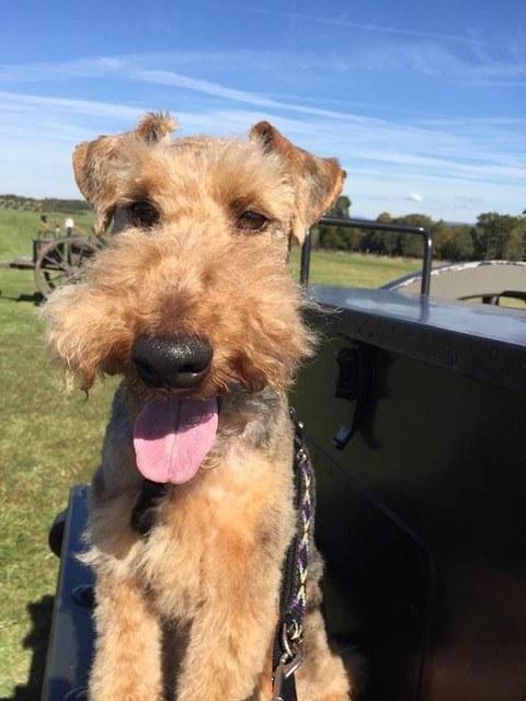 阳光明媚的一天，一只名叫破折号的威尔士梗犬坐在草地上.